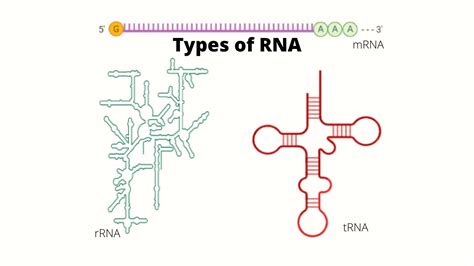 RNA Types 的图像结果