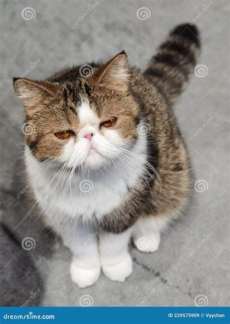 Flat Face Cat Breed Baby Garfield Shorthair Cats British Kitty Plumb ...