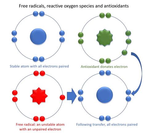 Understanding Free Radicals And Antioxidants For Dummies ACE