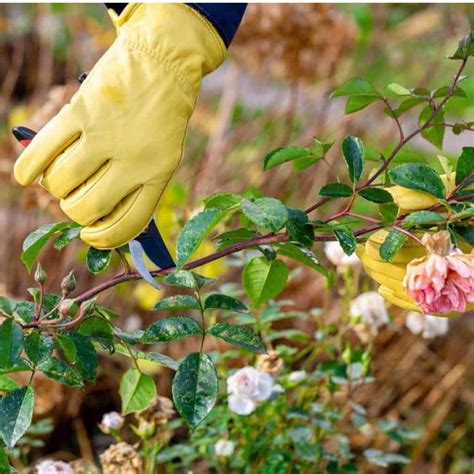 How To Prune Knockout Roses - [5 Video Tips]