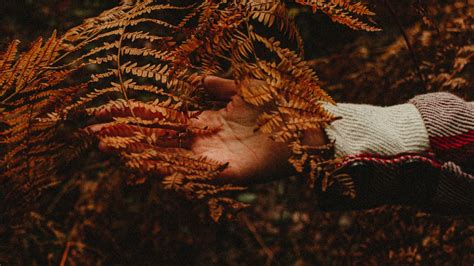 Wallpaper hand, branch, autumn, leaves hd, picture, image