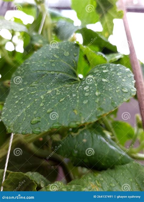 Leaves when it rains stock image. Image of wett, rains - 264137491