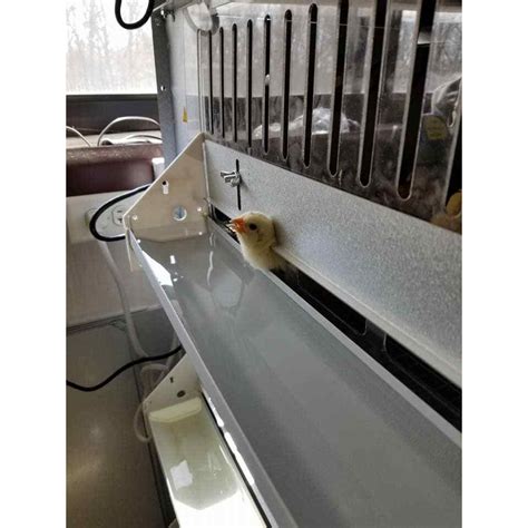 Image result for Battery Brooder