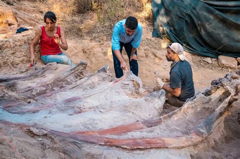 82-foot-long dinosaur skeleton found in man's backyard in Portugal