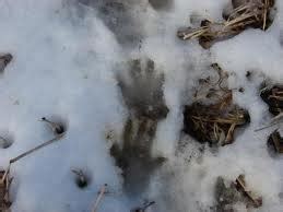 Cottage Country Pest Control: Animal Tracks