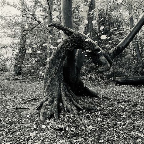Wild Kinship by Charlotte Du Cann, Stone Mini Market, London, 28 ...
