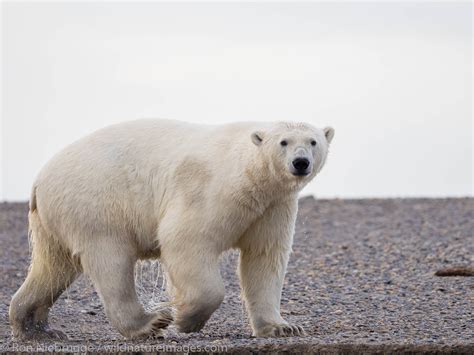 Polar Bears, ANWR, Alaska | Alaska | Photos by Ron Niebrugge