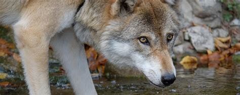 Tierrechtler: "Almbauern opfern Tiere, um gegen Wolf zu hetzen ...