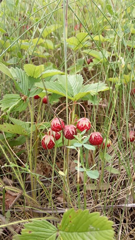 How to Trim Raspberry Bushes in Spring 的图像结果