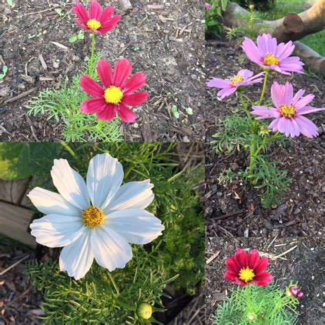 Cosmos Flower Colors