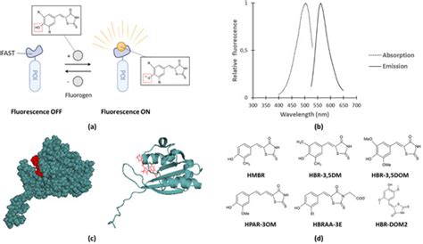 Recent Advancements in Tracking Bacterial Effector Protein Translocation