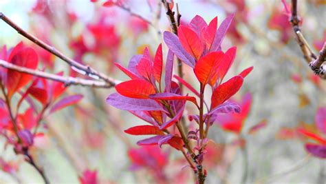 Image result for Spring Smoke