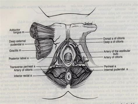 Female genital tract anatomy | PDF