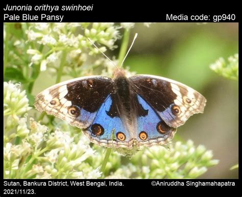 Junonia orithya | Butterfly