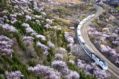 北京这趟开往春天的小火车，下周正是全盛期！ - 每日头条