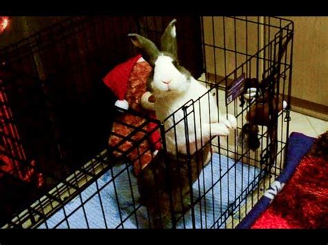 Kuvatulokset haulle bunny tricks