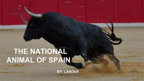 The national animal of spain | PPTX