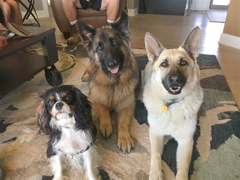 Image result for Reactive Behavior