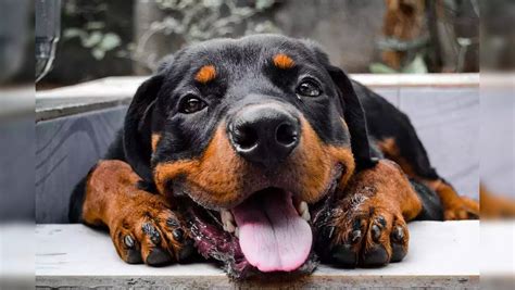Noida, Gurugram, Ghaziabad civic bodies ban certain dog breeds, launch ...