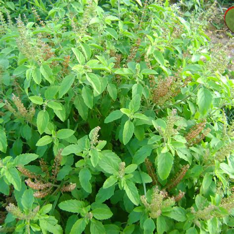 Sree Lakshmi Tulasi - Auspicious Plant – Exotic Flora