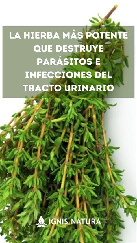 Planta Romero En Ingles