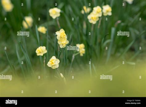 Spring Flower 的图像结果