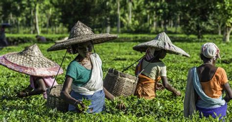Rainy spell over Assam ends tomorrow, fog descend likely over the state ...