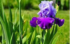 iris fiore immagini iris bulbi come coltivare l iris iris fiore immagini iris bulbi come coltivare l iris