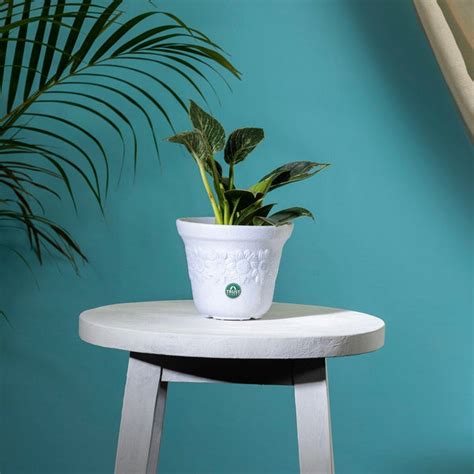 TrustBasket Sunny Pot | 6 inch Table Top Planter Pot (Pack of 4)