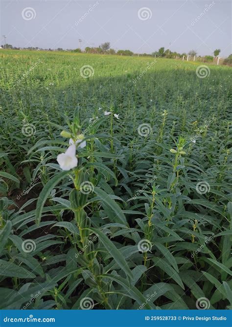 Sesame Seed Flower on Tree in the Field, Sesame a Tall Annual ...