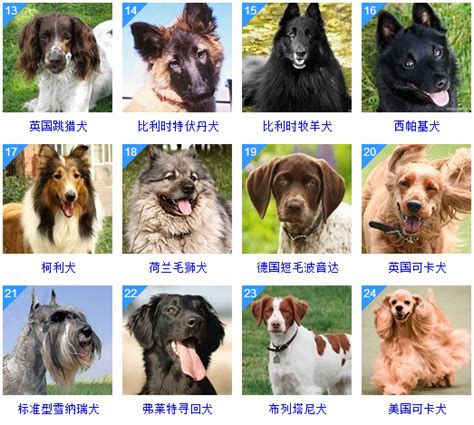 一篇文章让你分清所有狗的品种 - 知乎