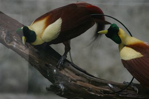 male red birds-of-paradise (Paradisaea rubra) - ZooChat