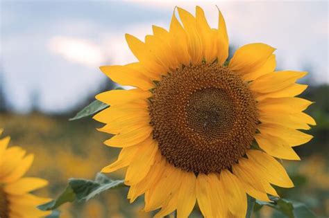一朵向日葵花语是什么，象征着太阳、沉默的爱 —【发财农业网】