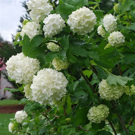 Viburnum Opulus Sterile Eastern Snowball | SiteOne