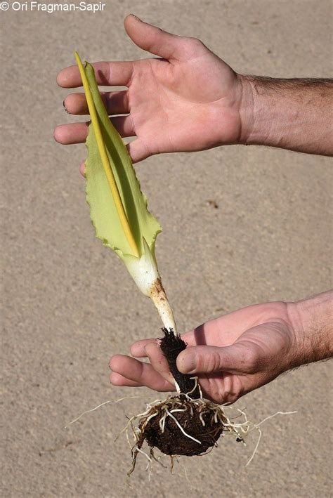 Biarum auraniticum - אחילוף החורן, Yellow Biarum | The Jerusalem ...