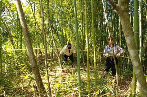 台灣僅存的專業竹簾工廠: 竹生態與用途介紹