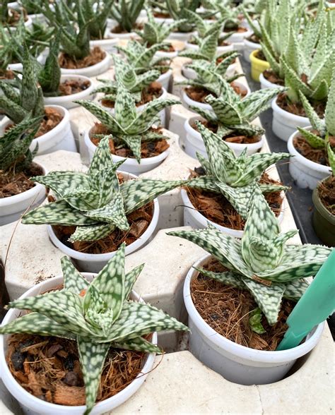 Aloe Snowstorm – Dream Green