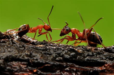 蚂蚁的样子描写-蚂蚁的特点和生活特征和外形 - 重庆小潘seo博客