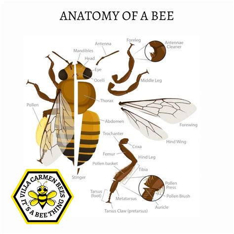Anatomy Of Queen Bee
