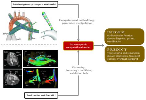 Recasting Current Knowledge of Human Fetal Circulation: The Importance ...