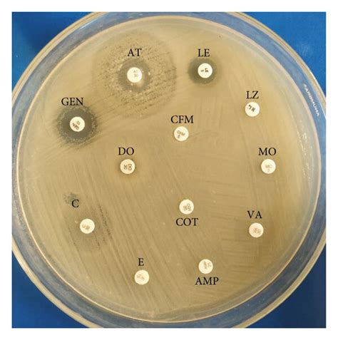 Image result for Enterococcus Antibiogram