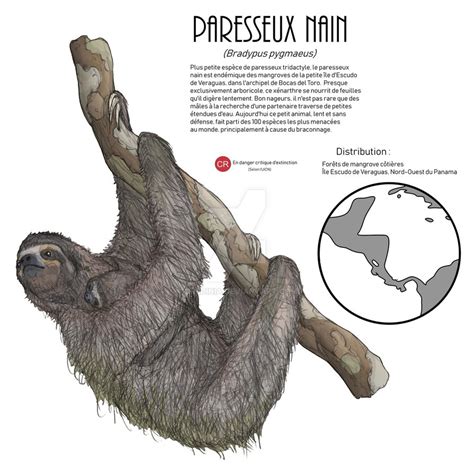 Image result for How to Draw a Three Toed Sloth