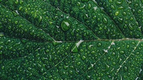Download wallpaper 3840x2160 leaf, drops, macro, green, moisture 4k uhd ...
