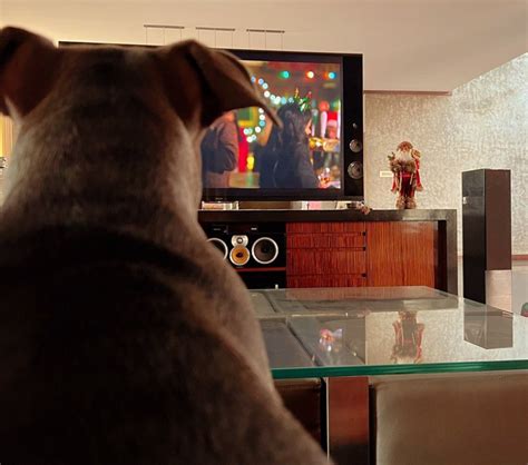 Samantha Prabhu Listens To A Heartbreak Song While Chilling With Her Dogs