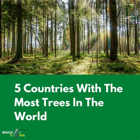 5 Countries With The Most Trees In The World
