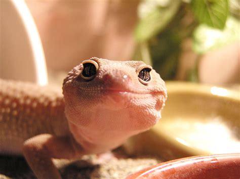 Free Albino leopard gecko face Stock Photo - FreeImages.com