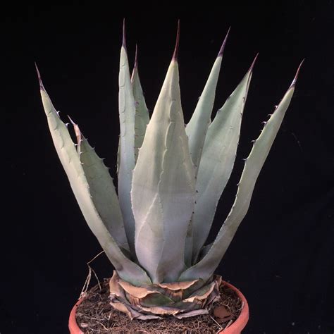 Agave winterhart Yucca winterhart Palme winterhart in Salem | Handwerk ...