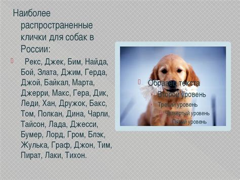 Каким именем лучше назвать щенка мальчика: выбор красивой клички для собаки