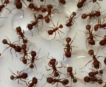 Live Ants For Ant Farms And Ant Habitats | Desertcart INDIA