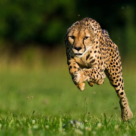 Leopard Running